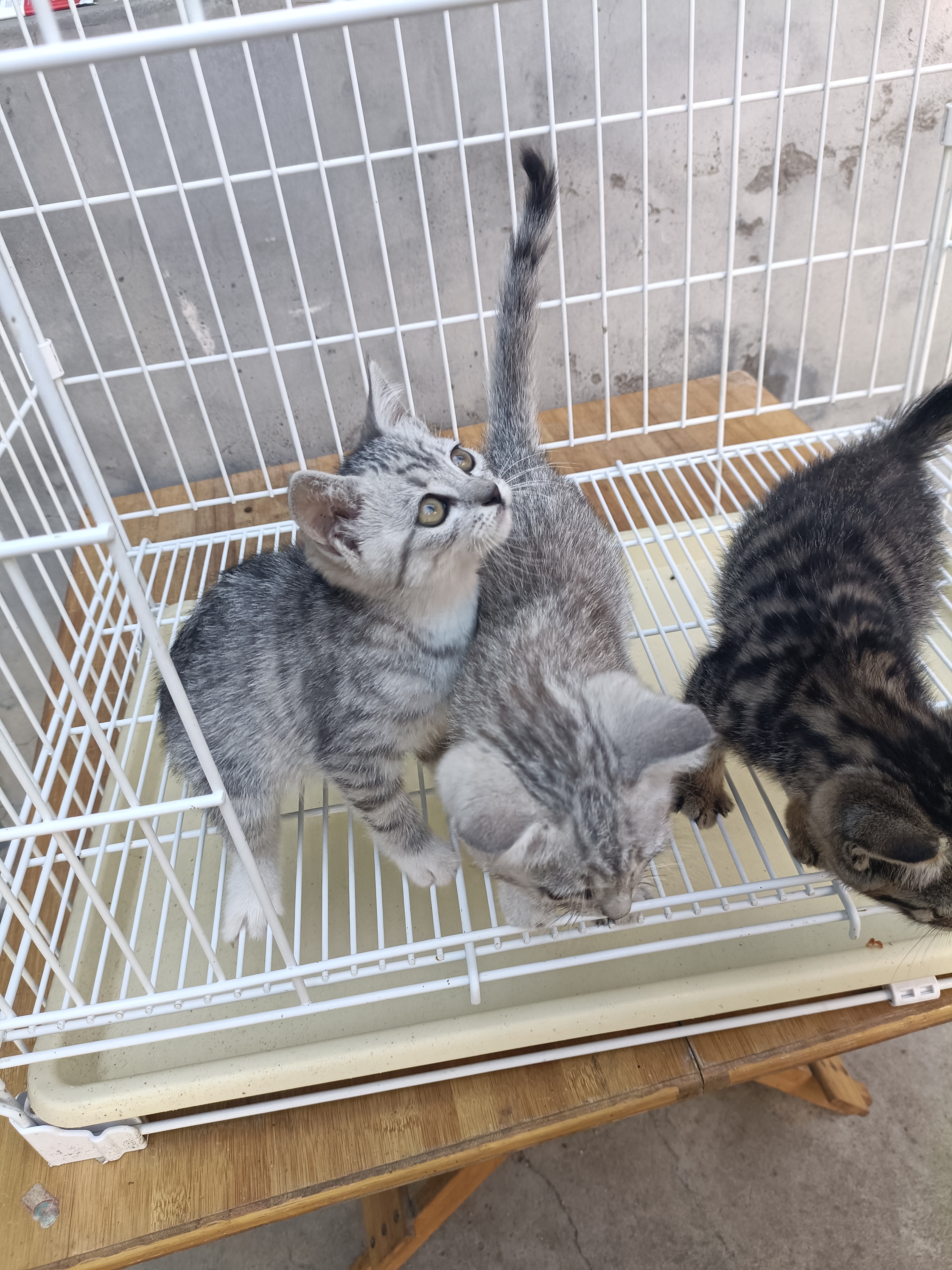 美短虎斑猫